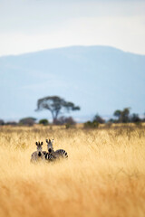 Wild African zebras seen during a safari in a field with tall, dry grass in Tanzania, East Africa - obrazy, fototapety, plakaty