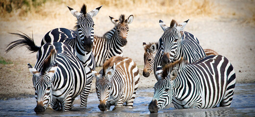 Fototapeta na wymiar Herd of wild African Zebra drink from watering hole in Tanzania