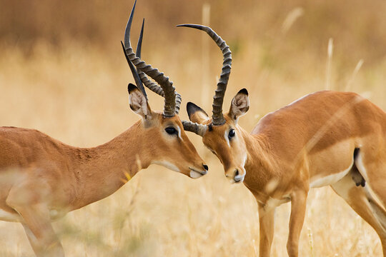 Wild African Impala in Tanzania, East Africa