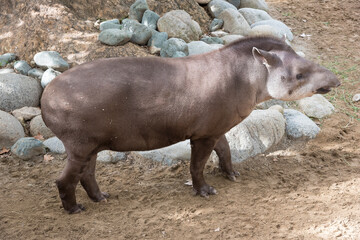 Amazon tapir at the zoo
