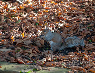 Eastern Grey Squirrel (Sciurus carolinensis)