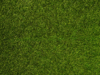 Green grass texture close up