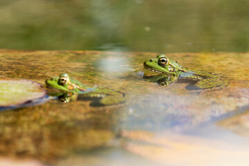 Two Common Frog (Pelophylax perezi) basking on the water's surface. Picture taken in a lake in León, Spain.