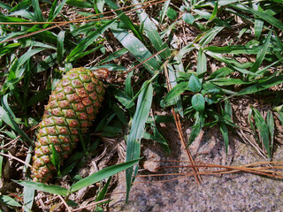 Cone de Sementes Verdes ou pinha de Pinheiro Silvestre entre folhas (pinus silvestris). 