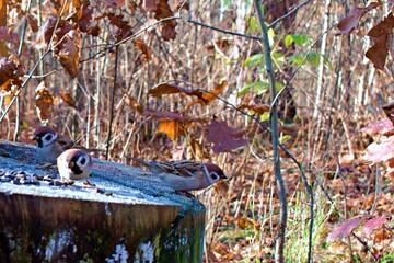 three little sparrow birds on an old tree stump covered with bright snow frost on a sunny autumn day