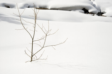 Young tree in snow. Snowdrift.
