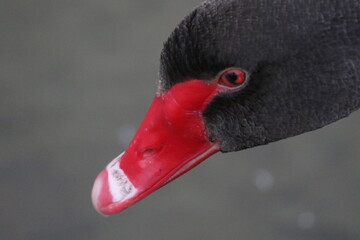 106 613 Bird Penis Wall Murals Canvas Prints Stickers Wallsheaven