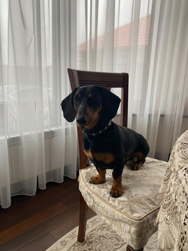 Taksa dog with hand on chair