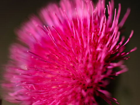 Pink Thistle Flower Close Up