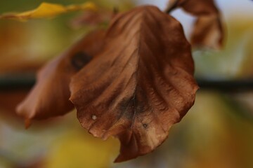 FEUILLES