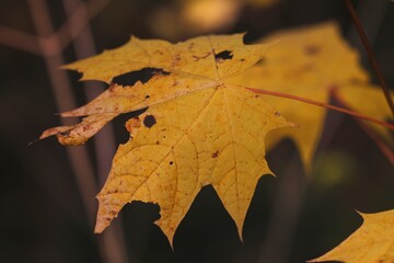 FEUILLES
