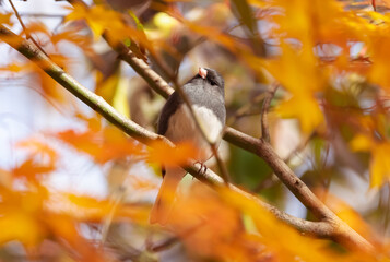 Black eyed Junco bird and the orange leaves