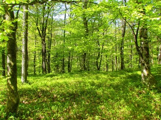 Fototapeta na wymiar bright green temperate, deciduous forest in spring