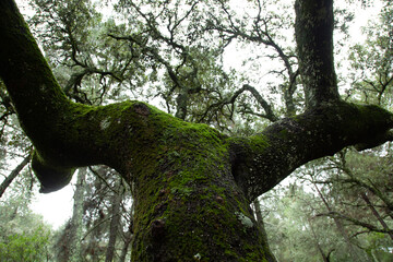 Fototapeta premium Tronco de árbol visto desde abajo en el bosque con musgo 