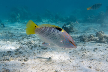 Checkerboard Wrasse (Halichoeres hortulanus) in Red Sea. Bright tropical fish in the ocean, clear...