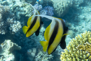 Fototapeta na wymiar Pennant coralfish (Heniochus acuminatus, longfin bannerfish) in Red Sea, Egypt. Pair of tropical striped black and yellow fish in a coral reef. Close-up, side view. Underwater photo.