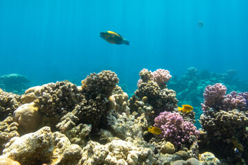 Fototapeta na wymiar Coral Reef And Tropical Fish In Red Sea, Egypt. Blue Turquoise Clear Ocean Water, Hard Corals And Rock In The Depths, Sun Rays Shining Through Water Surface, Underwater Diversity.