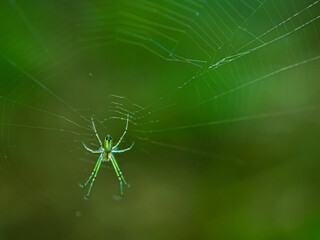 Green Spider on a web