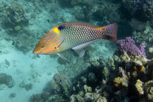 Checkerboard Wrasse (Halichoeres hortulanus) in Red Sea. Bright tropical fish in the ocean, clear turquoise water near a coral reef. Close up, side view. Underwater photo.