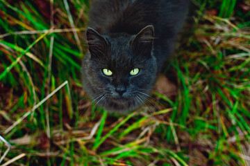 Naklejka na ściany i meble Beautiful black wild cat with green eyes on grass looking to the camera.