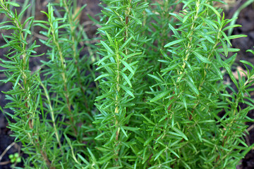 
High angle photo of a green rosemary bush in November. Shows how the plant tolerates a cold snap