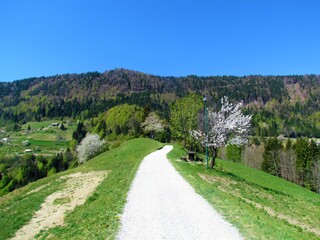 Fototapeta na wymiar Gravel road near Jamnik village under Jelovica plateaou in spring with white blooming trees