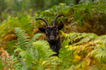 Wild Feral Goat peeping through bracken in Glen Strathfarrar, Scottish Highlands.  A non native species  roaming freely in the highlands. Scientific name: Capra aegagrus. Horizontal. Space for copy.