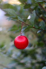 Red Christmas bauble hanging in the garden. Selective focus.