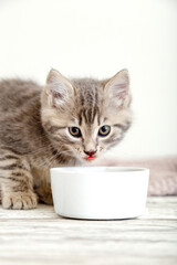 Tabby kitten eat food from white bowl on wooden floor. Baby cat eating junior food. Portrait of kitten while eating