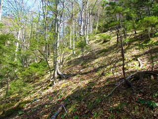 Obraz premium broadleaf, temperate, deciduous beech forest in spring