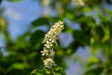 Macro Prunus padus 'Siberian beauty' blossom on bokeh background. White flower of blooming bird cherry or Mayday tree. Selective focus. There is place for text. Nature concept for design