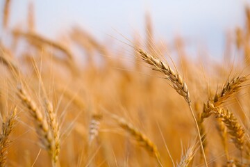 Wheat plants on an agricultural field