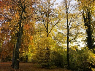 autumn in the park