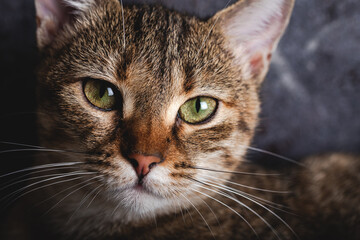 Naklejka na ściany i meble Kitten with beautiful eyes. Close-up portrait of green-eyed kitten.