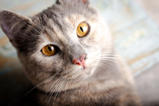 Kitten with beautiful eyes. Close-up portrait of a peach-colored cat with amber eyes.
