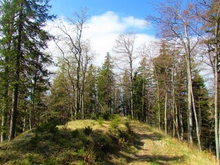clearing in a mixed broadleaf and conifer forest