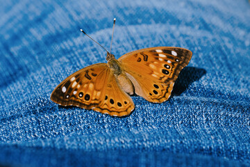 Butterfly insect close up on pants leg, jean texture surface.