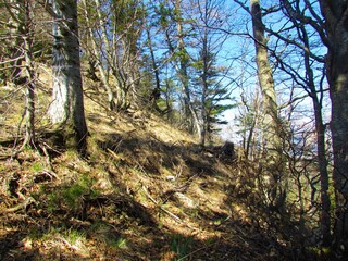 Mountain beech and spruce broadleaf and conifer forest with bare beech trees with dry grass covering the ground and sunlight shining on the ground