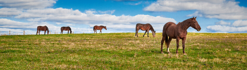 Fototapeta na wymiar Horses grazing in a field with blue skies.
