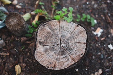 &Aacute;rbol talado rodeado de hojas verdes.