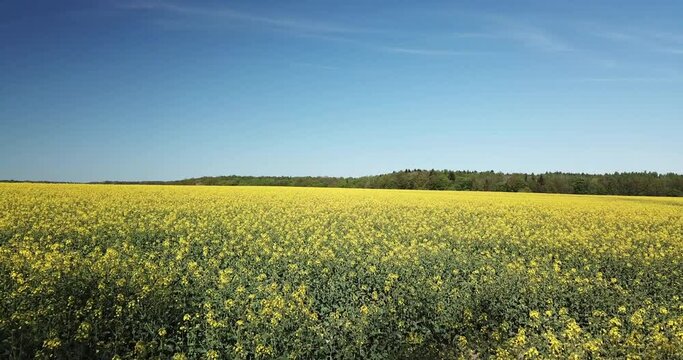 Beautiful low sweeping drone shot over the field of yellow flowers  going towards the forest and trees with insects passing in front of the camera.