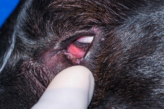 Dermoid eyelid in dog. Veterinary ophthalmology