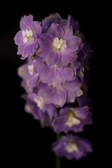 Beautiful purple flower