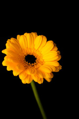 Beautiful yellow gerbera
