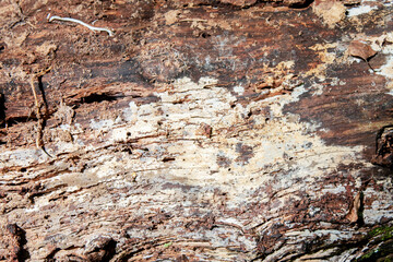Real texture of natural old wood