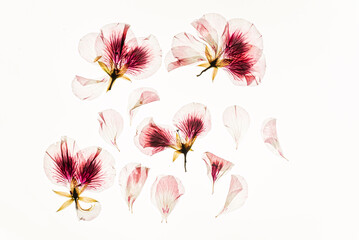 dried flowers on the white background