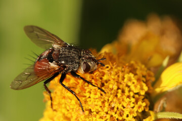 The fly feeds on nectar. Hydrophoria lancifer on Aster alpinus flower. 
