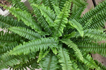 Fototapeta na wymiar fern leaves background 