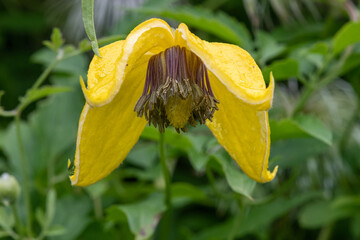 Close up of a golden tiara clematis (clematis tangutica) flower in bloom