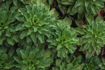 Plant in botanic garden